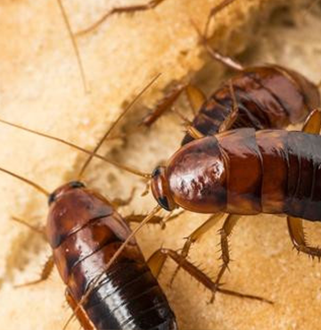 destruction nid de fourmis gard