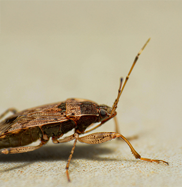 destruction nid de fourmis gard